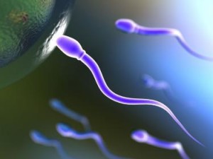 sperm-image